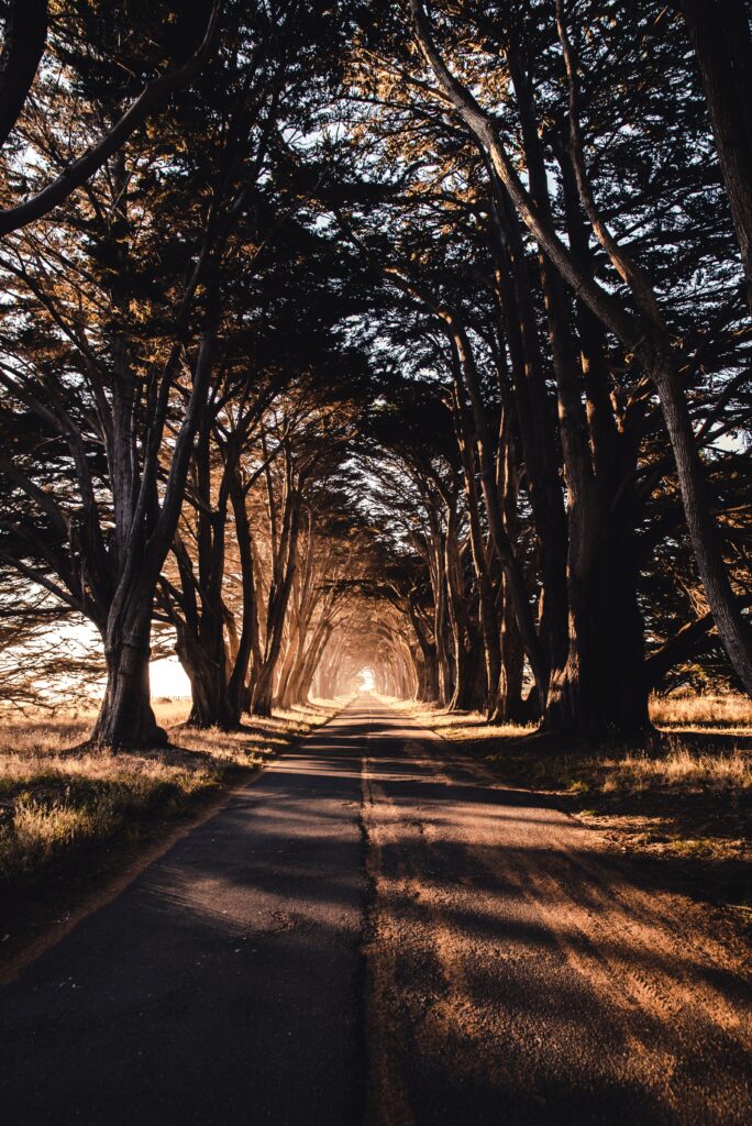 Serene tree-lined road with golden sunlight creating peaceful tunnel and dramatic shadows wallpaper