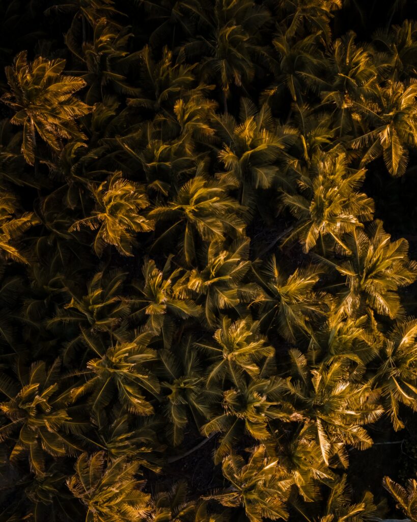 Aerial view of lush tropical palm trees bathed in warm golden light vibrant nature pattern Wallpaper