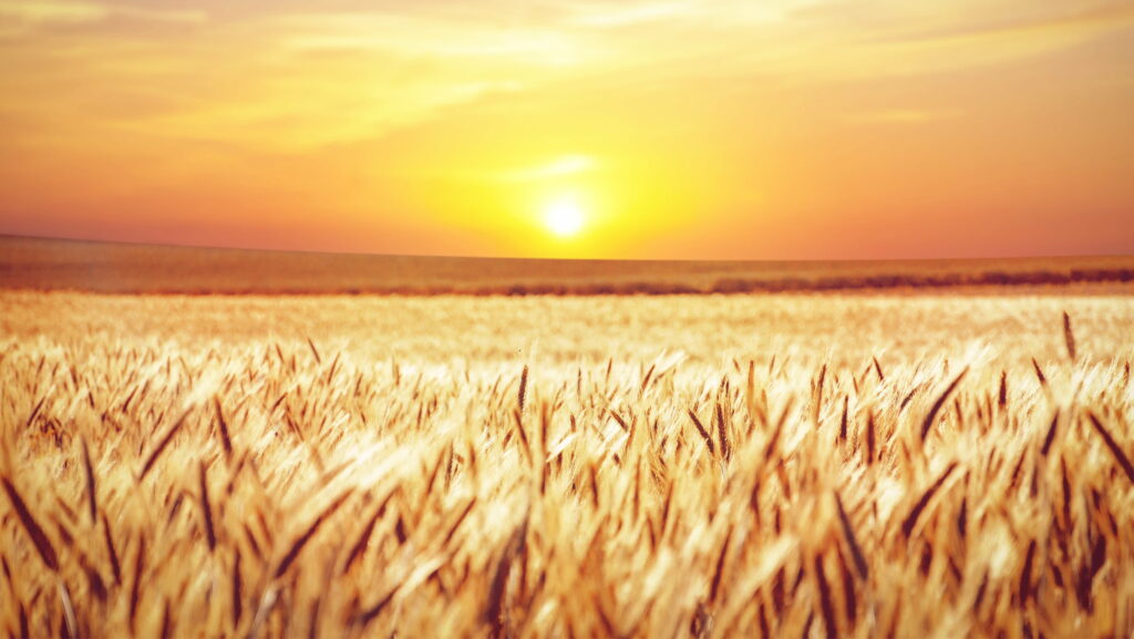 Glimmering Dawn: Captivating Wheat Field in Full Blossom - HD Wallpaper Background