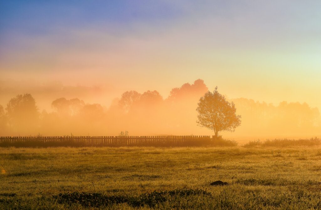 Serene sunrise landscape with solitary tree wooden fence misty grass warm natural colors wallpaper