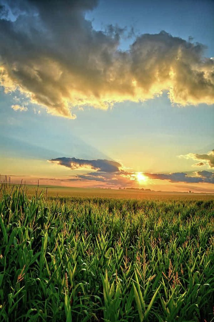 Golden sunrise over lush green cornfield under dramatic cloudy sky rural landscape wallpaper