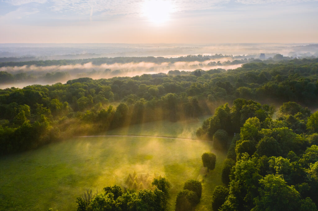 Aerial view of forest glade at sunrise with golden light mist tranquil natural landscape wallpaper