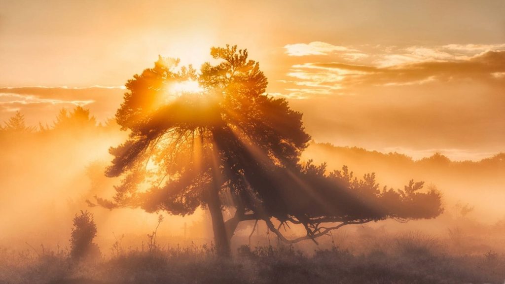 Solitary tree silhouette with golden sunrise and sunbeams through morning mist landscape wallpaper