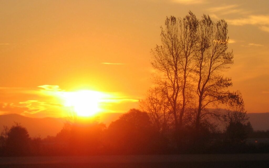 Sunset behind tall tree silhouette casting golden orange light over peaceful landscape wallpaper