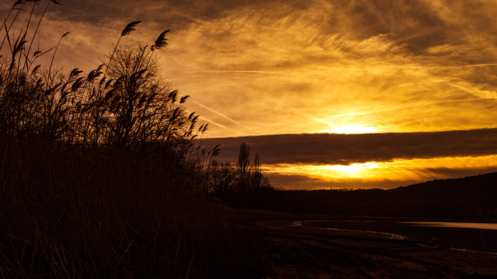 Sunset sky with golden orange hues silhouette of tall corn stalks and distant trees horizon Wallpaper