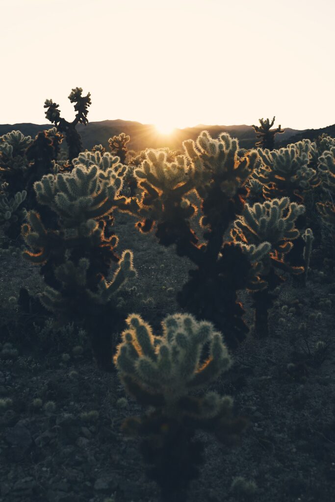 Golden sunlight illuminates desert cacti silhouettes glowing at sunset serene nature landscape Wallpaper