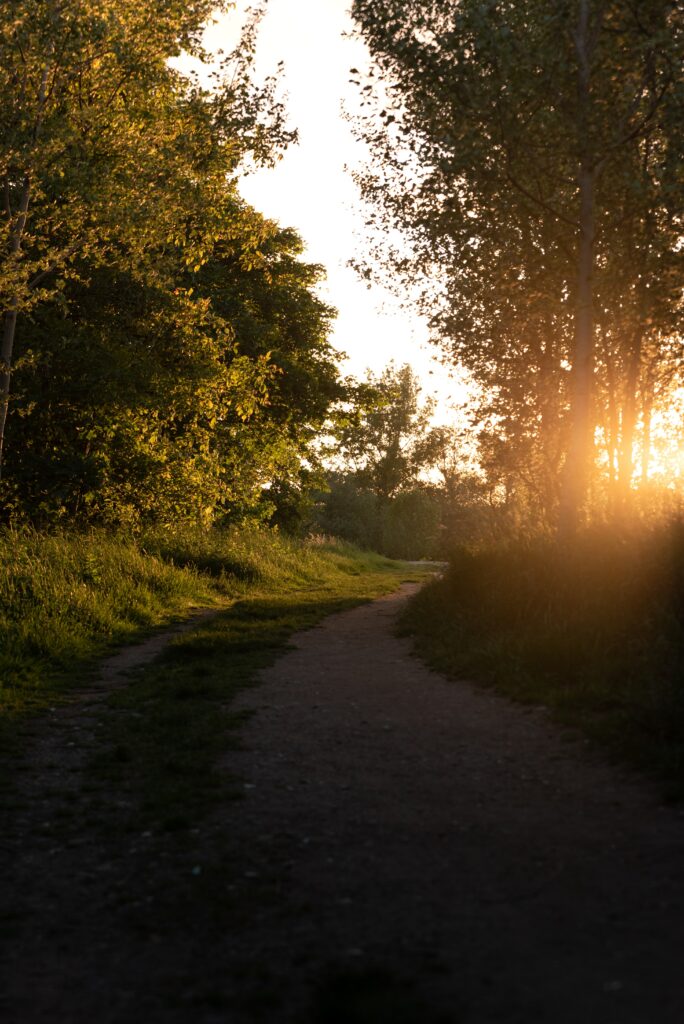 Serene forest path with tall trees and golden sunset light through lush green foliage wallpaper