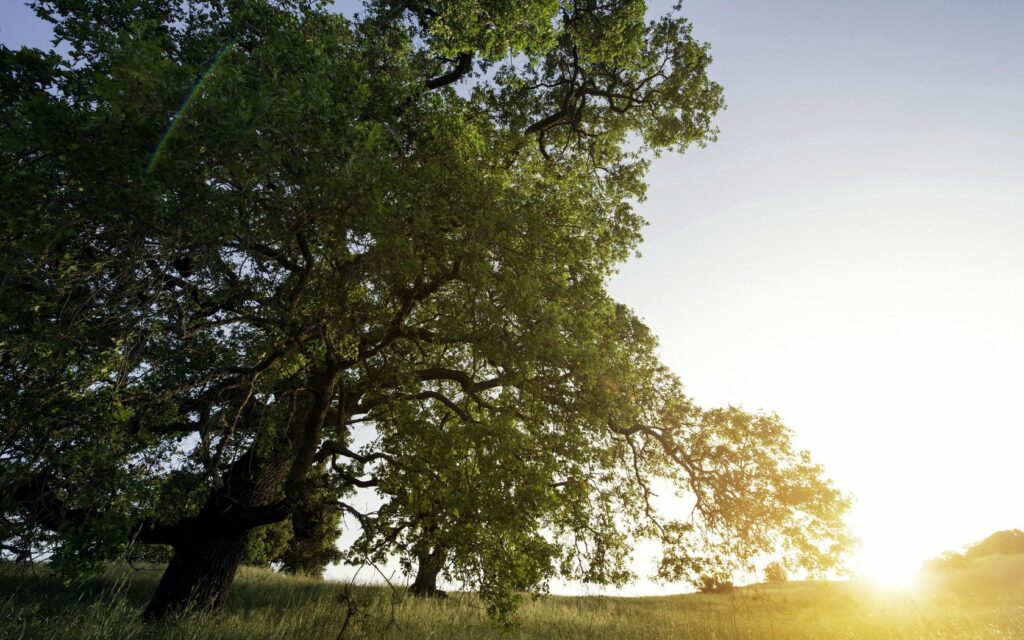 Sunset sunlight filters through green trees casting warm light and shadows on textured bark Wallpaper