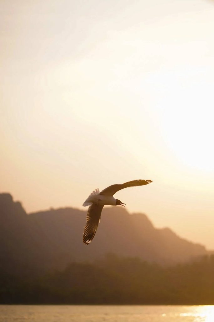 Gull flying at sunset over calm waters and soft mountains iPhone wallpaper background serene nature