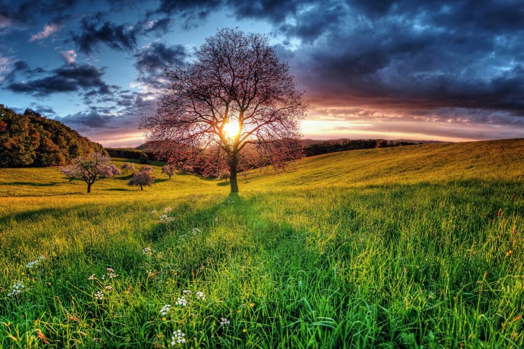 Golden sunset through lone tree in lush green field with dramatic clouds and distant hills wallpaper