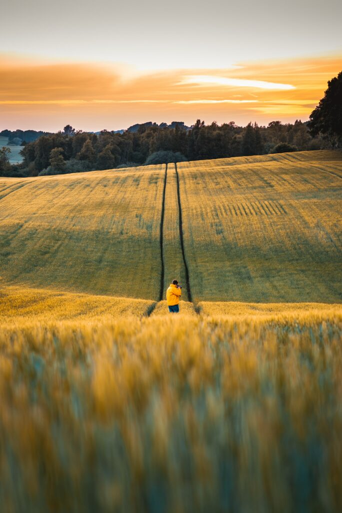 Photographer in golden flower field at sunset with rolling hills and vibrant sky landscape wallpaper