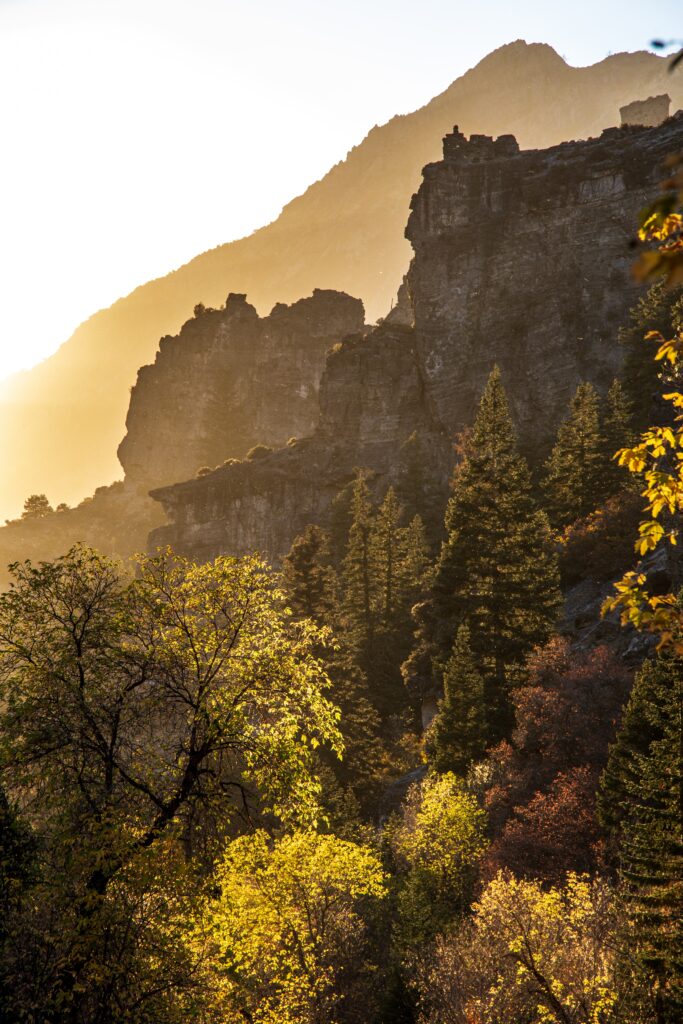 Sunset mountain landscape with rugged rocks dense bushes and tall pine trees in golden light Wallpaper