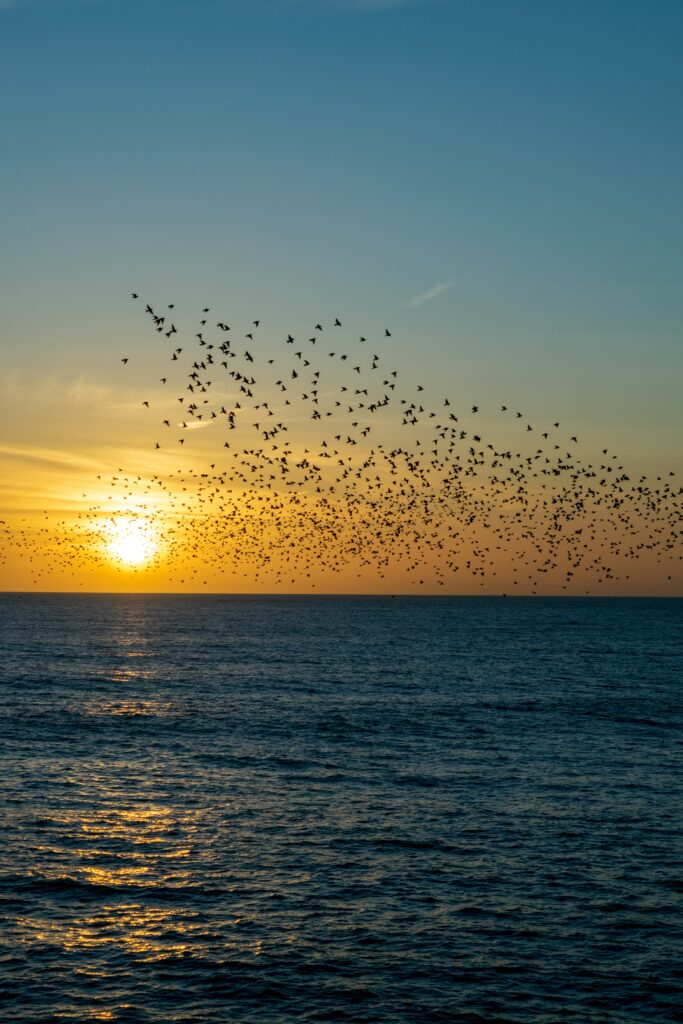Vibrant sunset over calm sea with flock of birds soaring creating serene coastal scene wallpaper