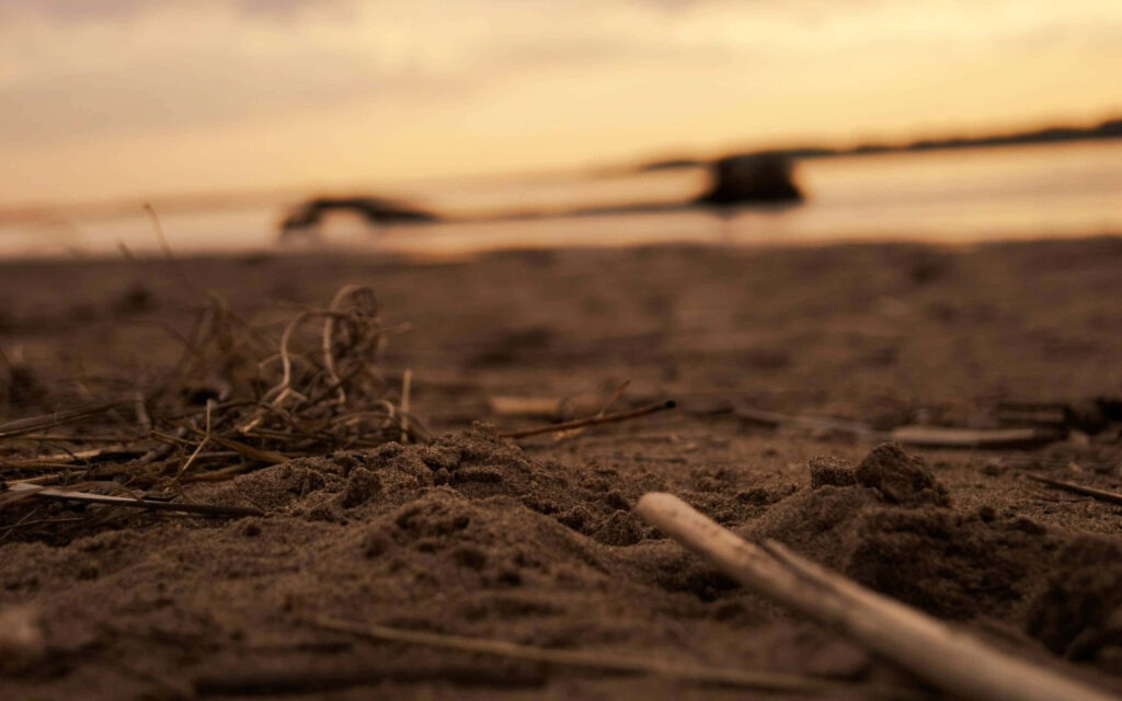 Close-up of earthy soil with twigs under soft golden sunset creating warm natural background Wallpaper