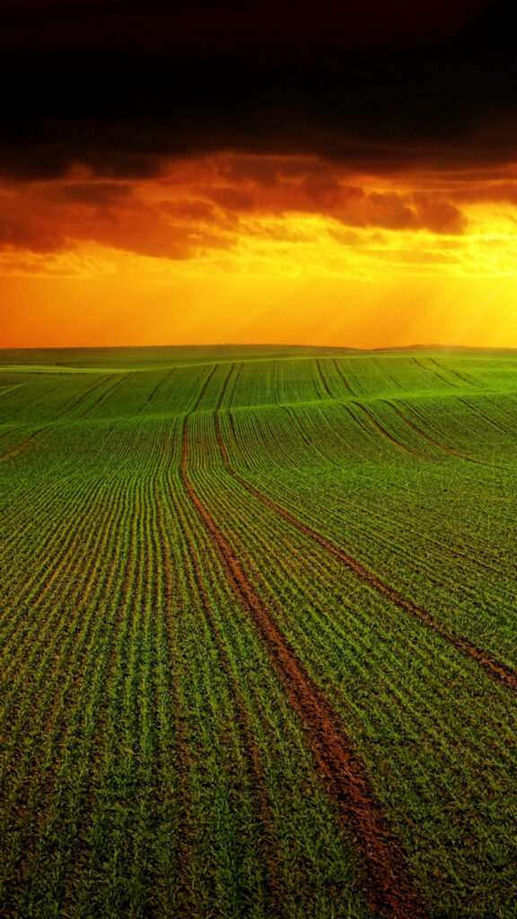 Wide green agricultural fields under dramatic sunset sky with warm golden sunlight glow wallpaper