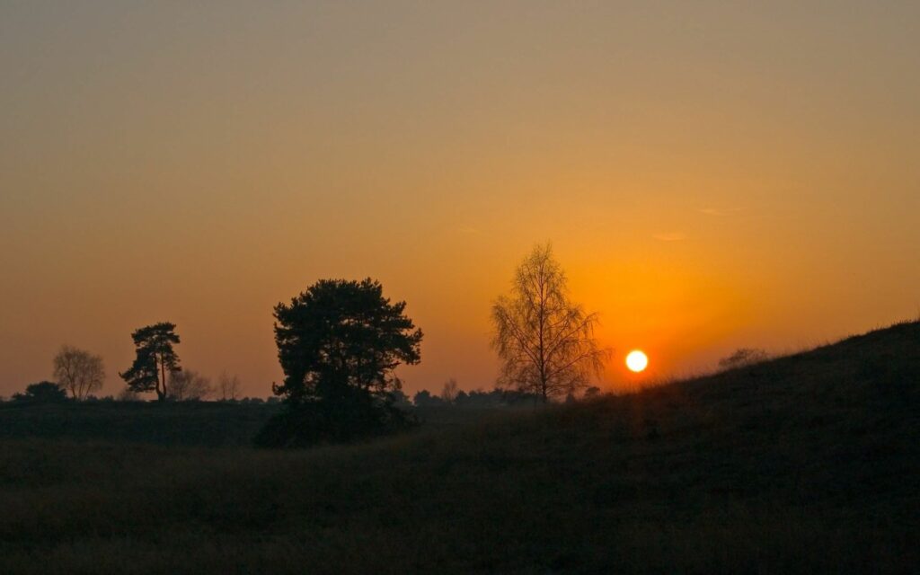 Sunset over gentle slope with golden light silhouettes trees and soft grass peaceful landscape Wallpaper