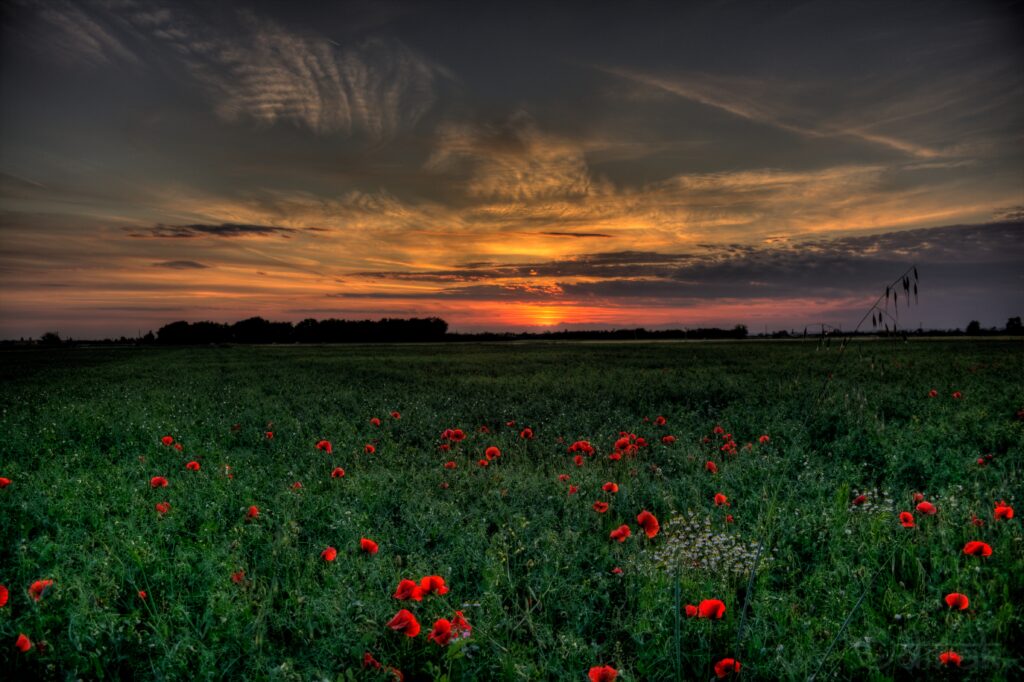 Golden sunset over lush green field with vibrant red poppies under dramatic cloudy sky wallpaper