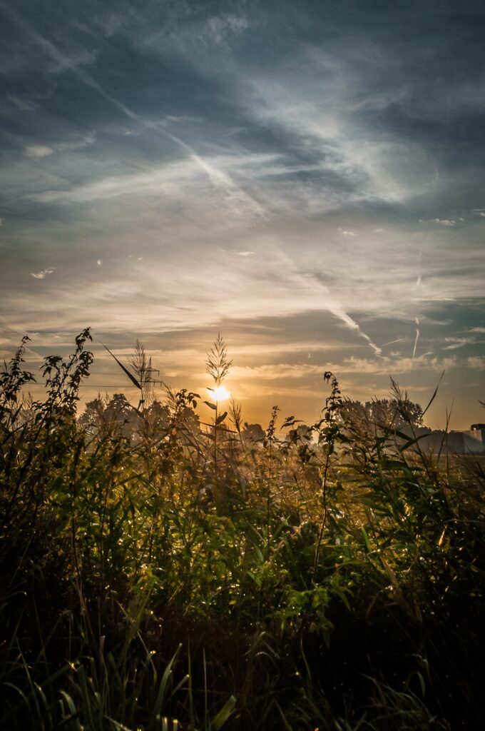 Golden sun setting over lush green field with soft clouds creating a tranquil landscape wallpaper
