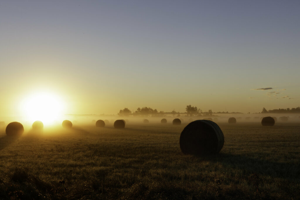 Tranquil field with round hay bales in golden sunset light and soft drifting fog wallpaper background