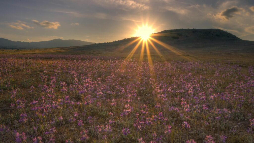 Sunset over purple flower field with warm golden light and distant hill in peaceful landscape Wallpaper
