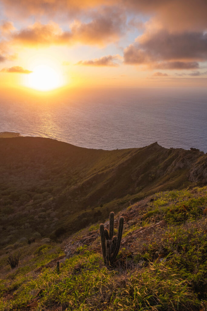 Golden sunset over rugged coastal slope with vibrant cactus and serene blue sea background Wallpaper