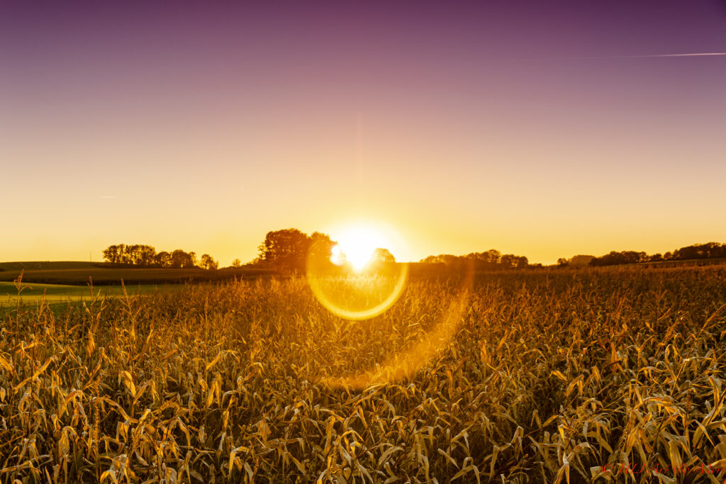 Golden sunset over lush green field with glowing sun and vibrant orange to purple sky background Wallpaper