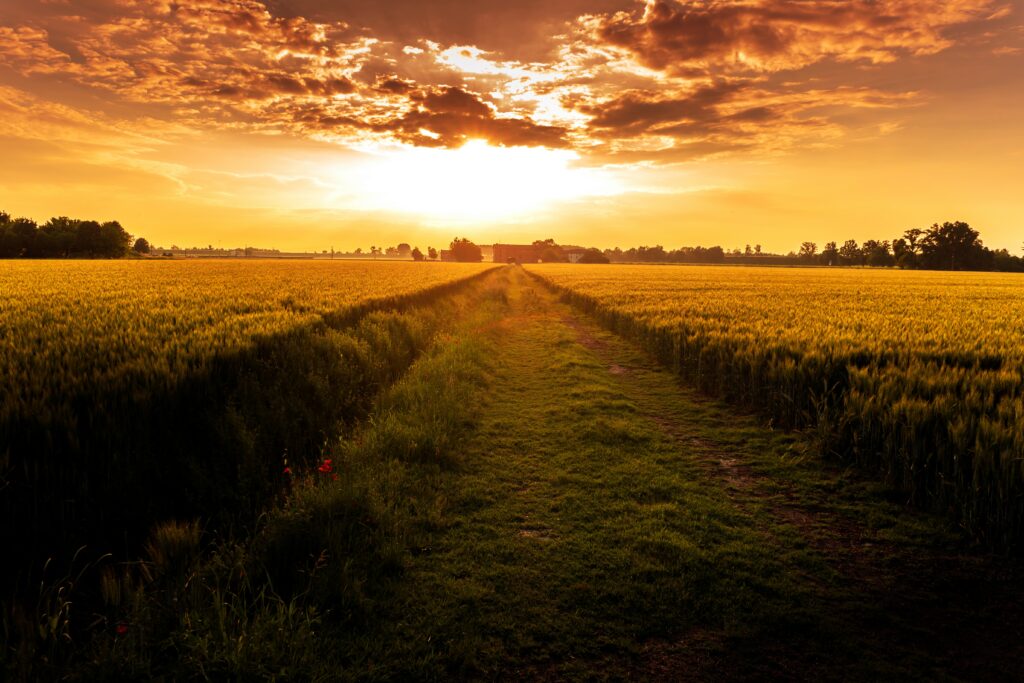 Sunset over grassy field with glowing golden sky and dramatic clouds along path to horizon Wallpaper