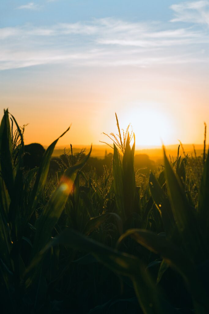 Golden sunset over tall cornfield with vibrant orange yellow sky and glowing ears and leaves Wallpaper