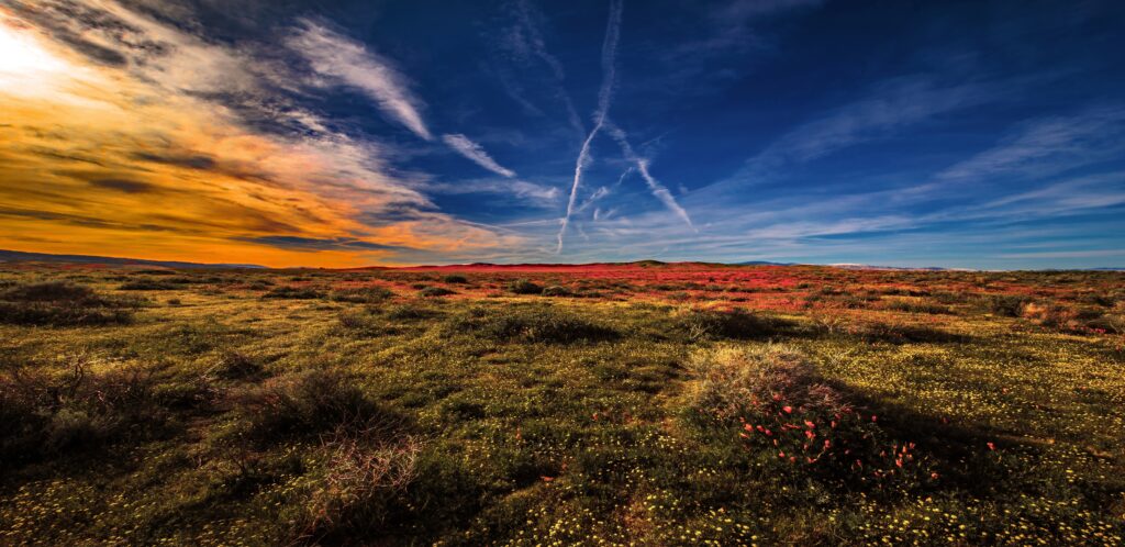 Vast green field under golden sunlight with dramatic sky and glowing horizon landscape wallpaper
