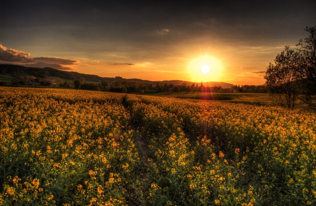 Sunset over vibrant yellow flower field with golden sky creating serene natural landscape wallpaper