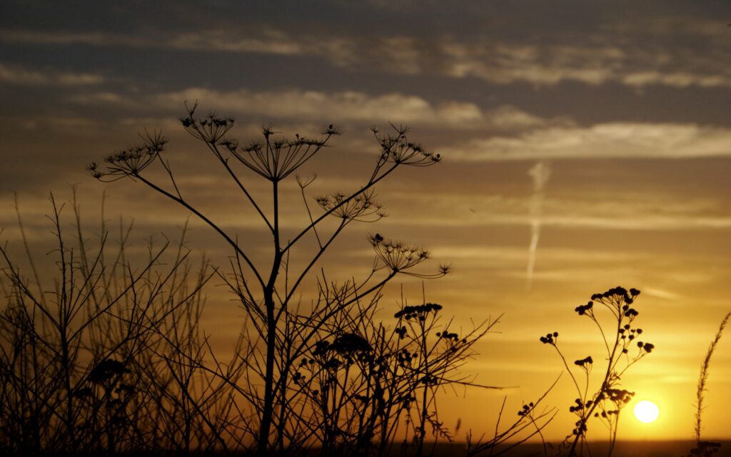 Golden sunset over wild grass field with delicate plant silhouettes peaceful nature background Wallpaper