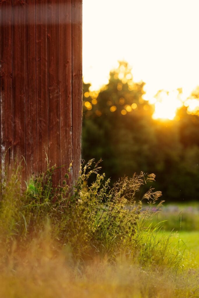 Golden sunlight over wild grass and rustic wooden fence in serene countryside sunset scene Wallpaper