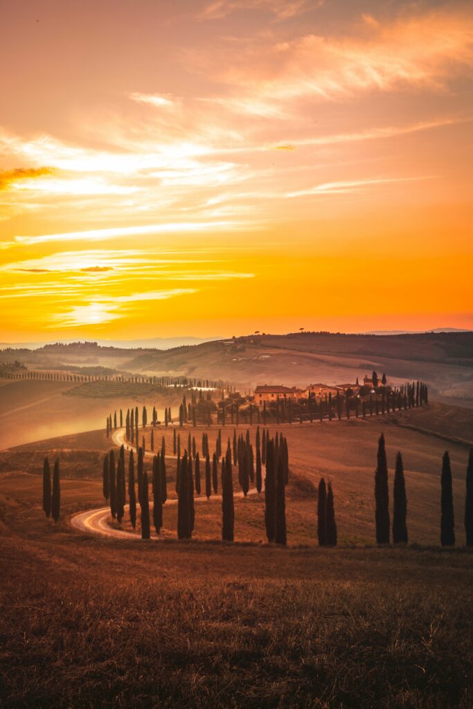 Golden sunset over winding road bordered by tall trees through rolling grassy fields scenic view Wallpaper