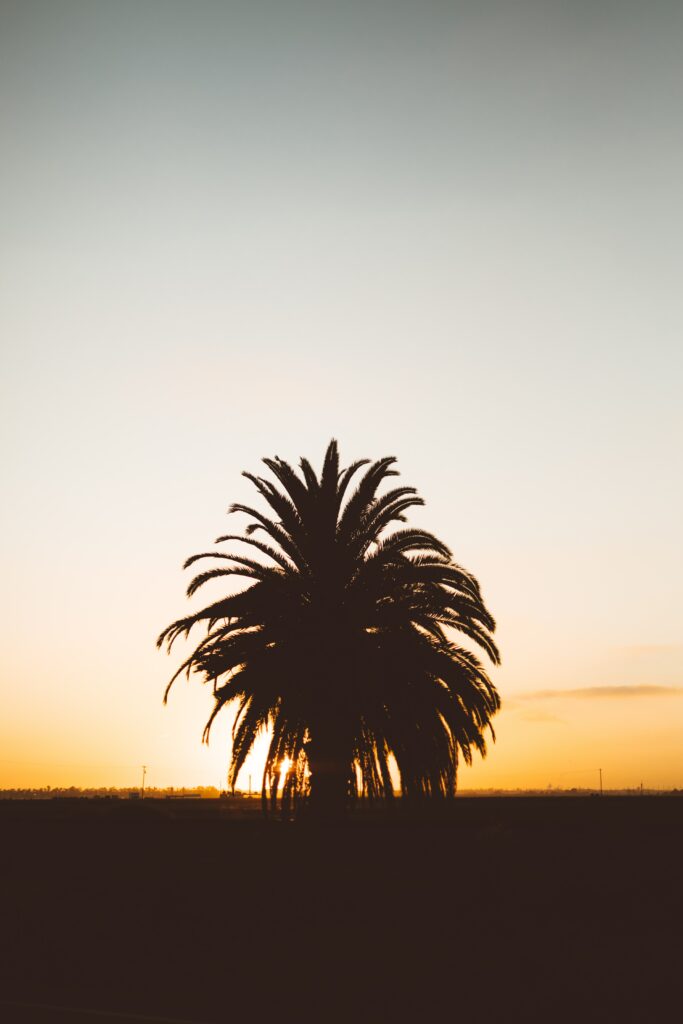 Silhouette of palm tree at golden sunset with orange and blue sky for calming wallpaper background
