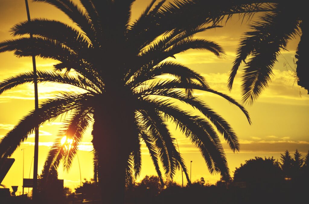 Tall palm tree silhouette with golden sunset sky tropical paradise wallpaper background