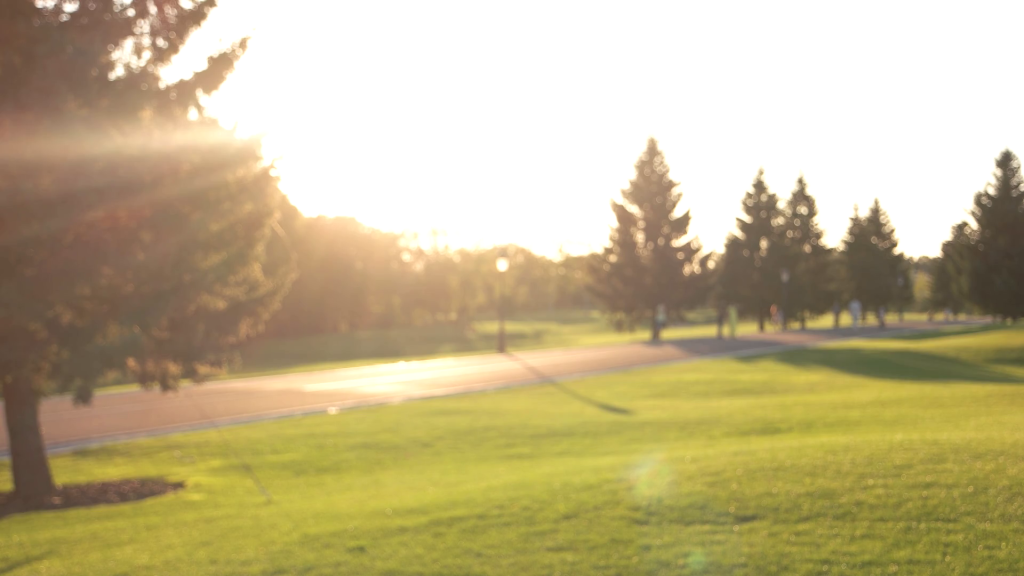 Serene park path at sunset with green grass and silhouetted evergreen trees landscape wallpaper