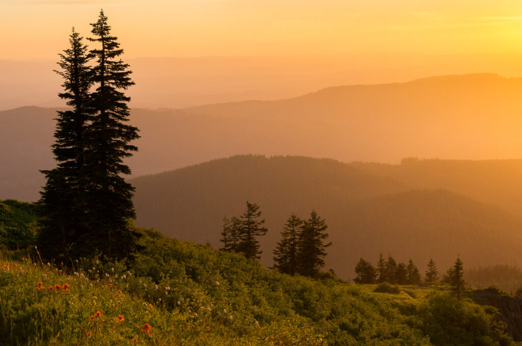 Serene landscape with tall pine trees lush grass wildflowers golden sunset and gentle fog over hills Wallpaper