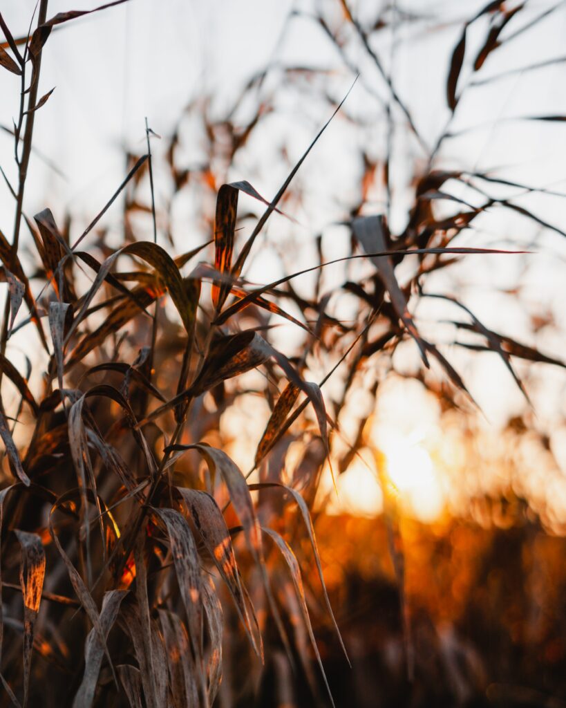 Sunset glow on reed plants with slender leaves soft focus serene nature wallpaper background