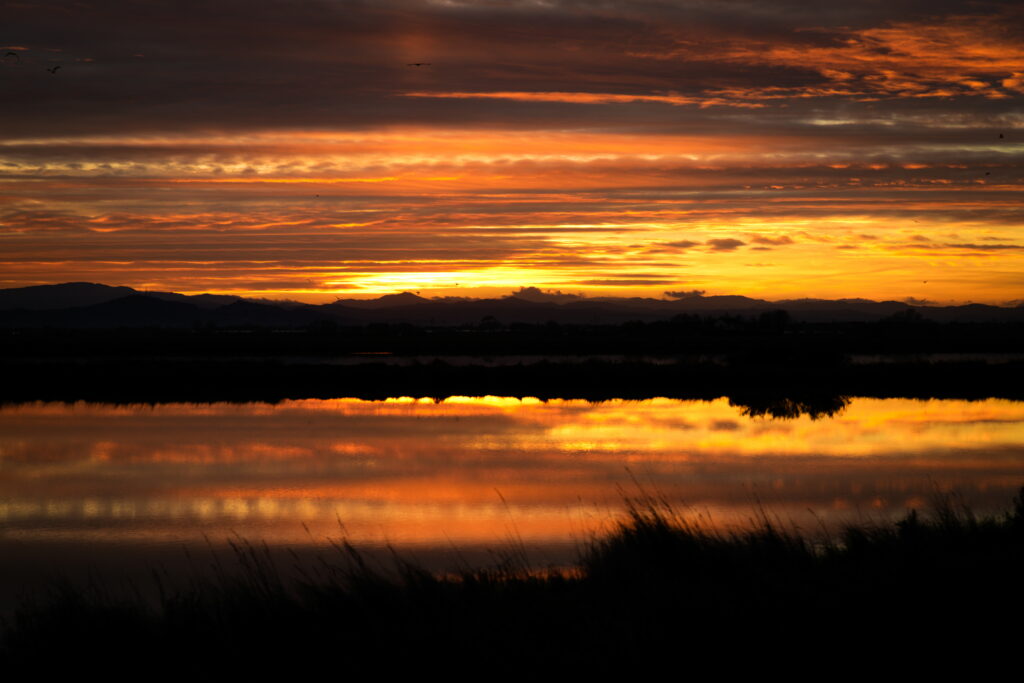 Breathtaking sunset over calm river with golden orange hues and silhouetted grass foreground wallpaper