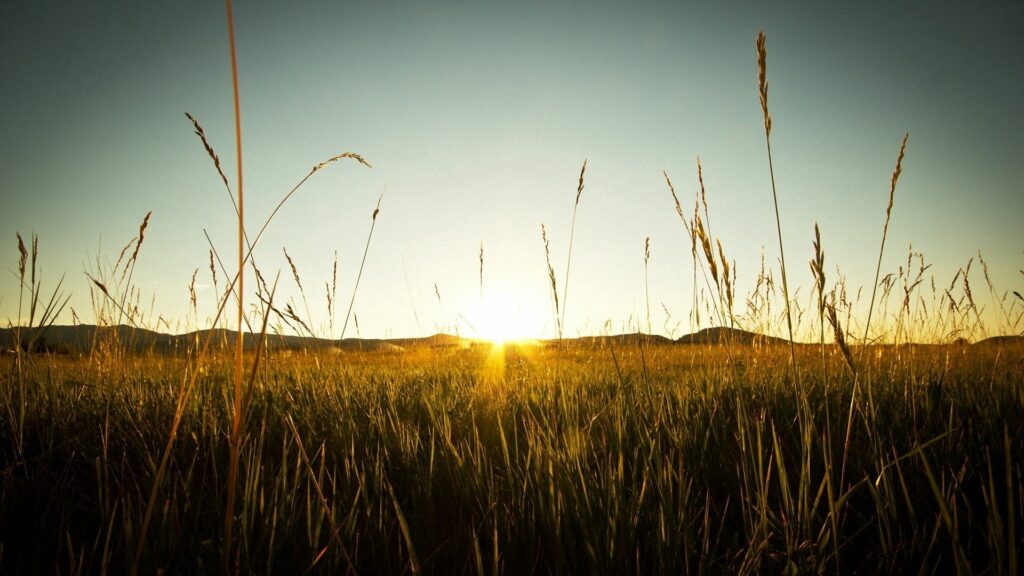 Tranquil rye field at sunset with golden light silhouetting tall stalks and rolling hills Wallpaper