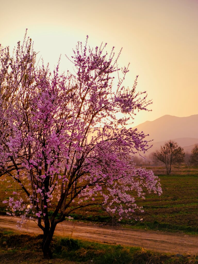 Vibrant sakura tree in full bloom with pink flowers illuminated by golden sunlight at sunset Wallpaper