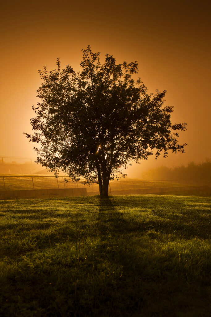 Solitary tree on lush green field at sunset with golden light and soft shadows serene landscape Wallpaper