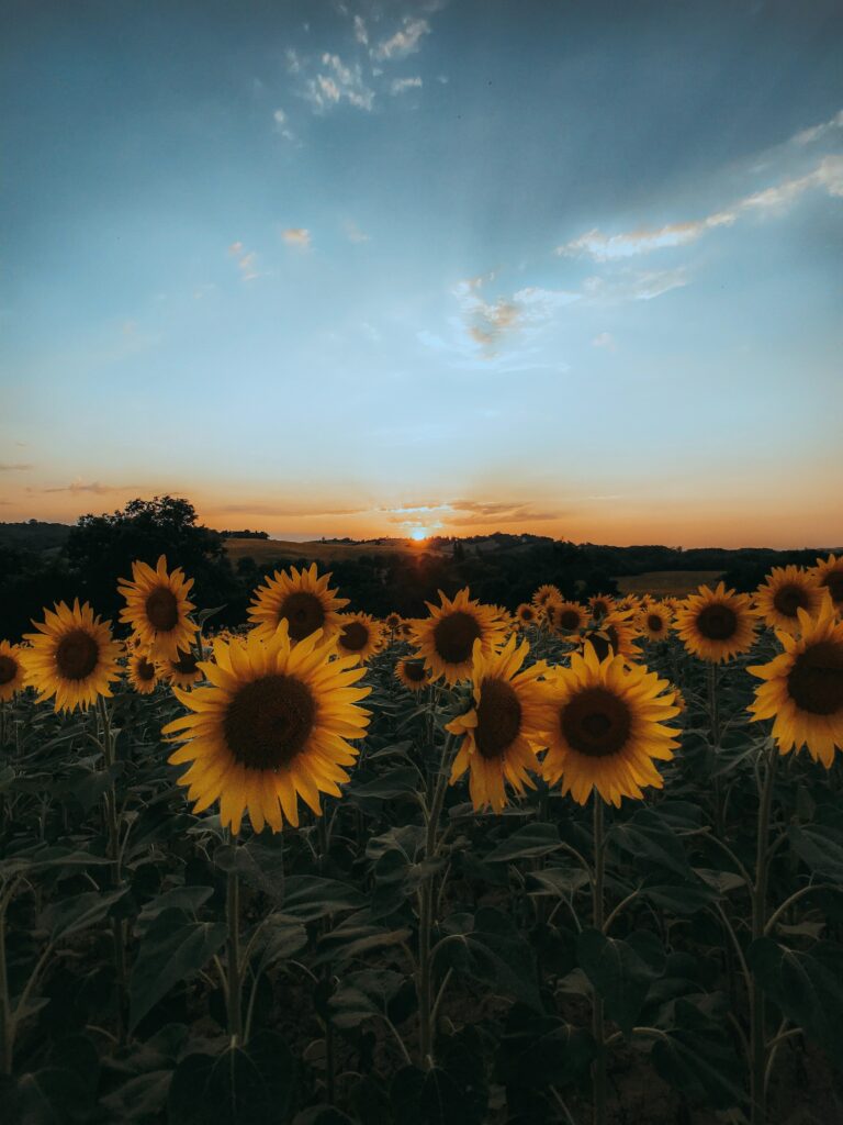 Field of tall sunflowers glowing under golden sunset sky vibrant natural wallpaper background