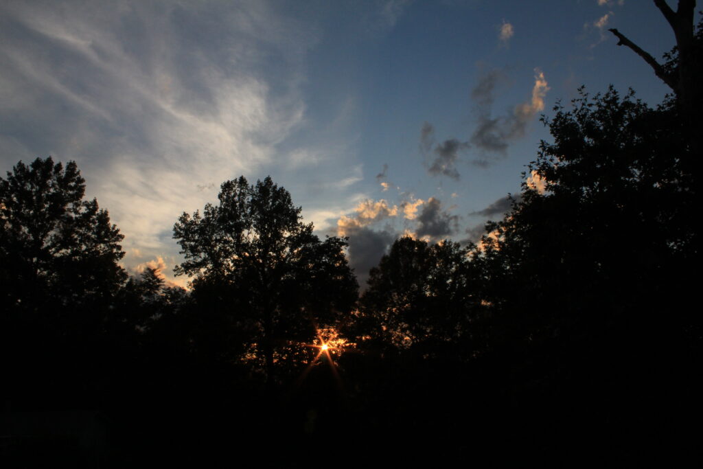 Sunset light piercing tall tree branches with dramatic silhouettes and soft cloud sky background Wallpaper