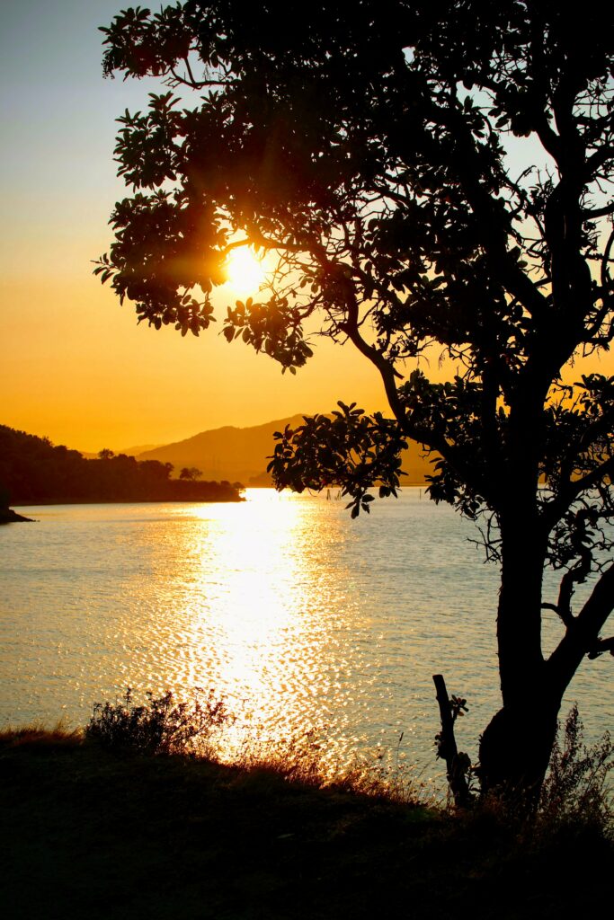 Silhouette tree at vibrant sunset with golden sunlight reflecting on calm river wallpaper background