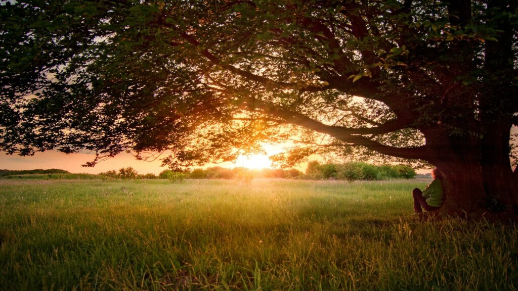Sunlit sprawling tree with thick branches in golden sunset field and solitary person below Wallpaper