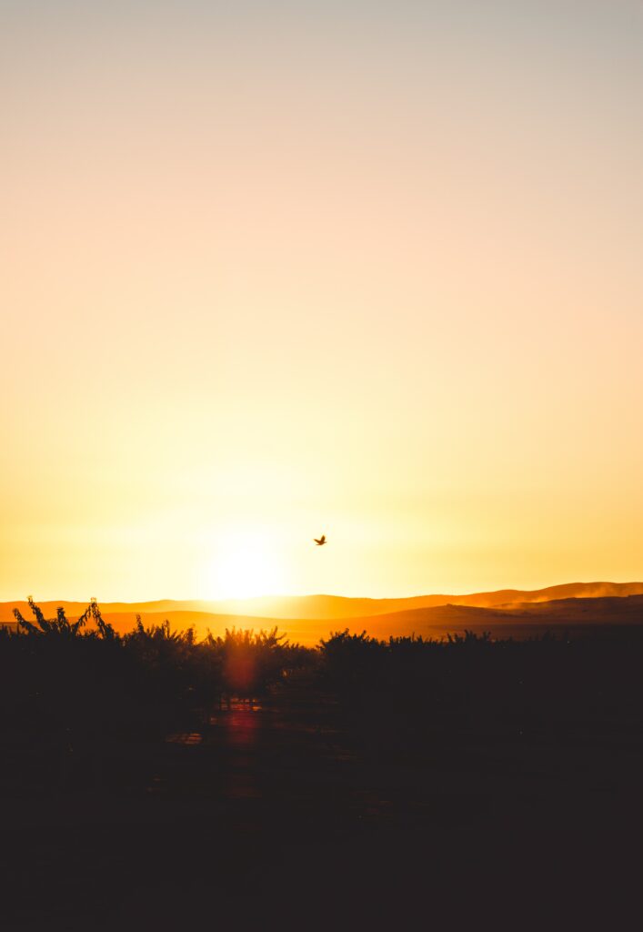 Golden sunset wallpaper with warm sky tones and a lone bird gliding over treetops serene