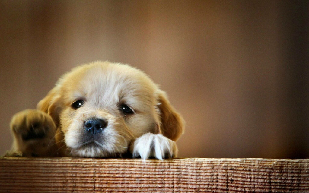 Golden Retriever's Tearful Attempt at Freedom Captured in a Dreamy Fence Climbing Moment Wallpaper