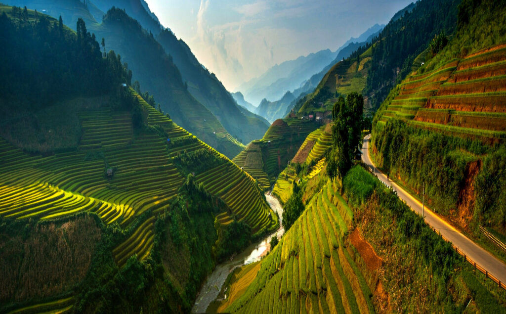 Golden terraced rice fields on rolling hills in Ha Giang Vietnam under soft morning sunlight Wallpaper