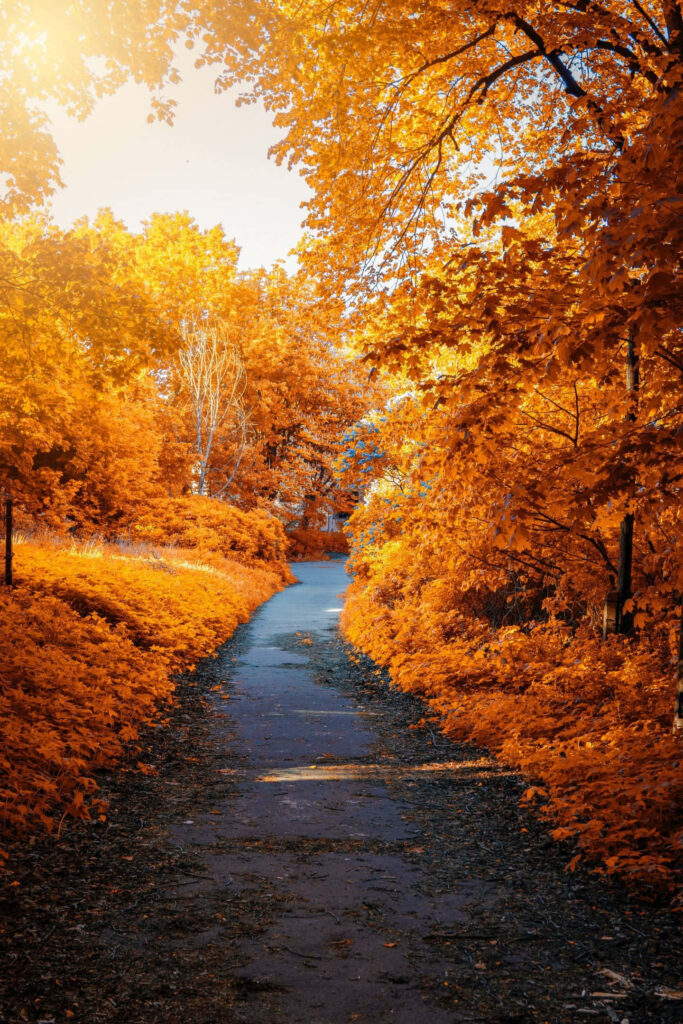 Autumn Bliss: A Whimsical Pathway Amidst Yellowish-Orange Hues - Enchanting Iphone Wallpaper